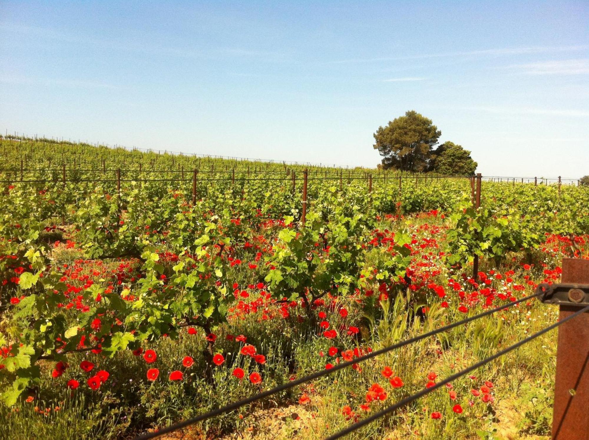 迈森德玛戈酒店 Peyriac-Minervois 外观 照片